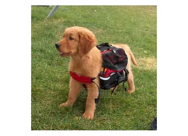 dog hydration pack dog hydration pack